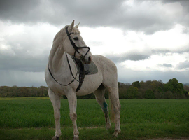 teenagers dream horse