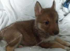 2 shollie husky puppies left