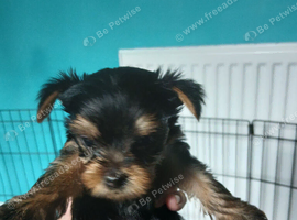 Minature yorkie pups for sale