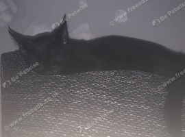 2 female kittens free to a good home