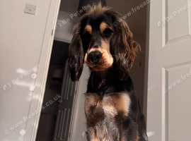Show x working spaniel