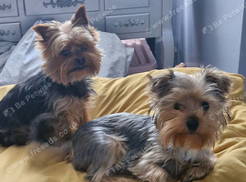 Tea cup yorkshire terrier puppy