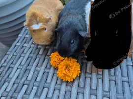 Beautiful Adult Guinea Pig Sows