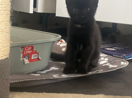 Black female kitten ready for collection