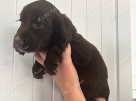 Cocker spaniel puppies 4 boys (ready to leave next week )