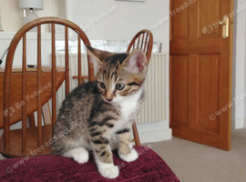 6month old kitten and accessories
