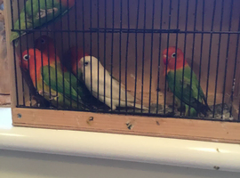 30 x young opaline Fischer lovebirds
