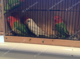 BARGAIN, 27 x Opaline Fischer Lovebirds