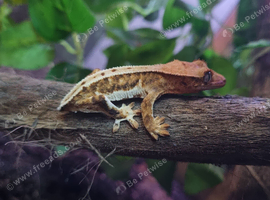 Yellow Cresties
