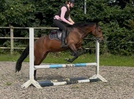 Class 1 Scopey Connemara Mare