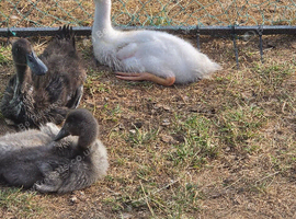 Various runner ducks 4-12 weeks old