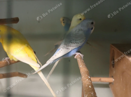 Budgies