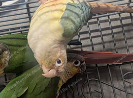 conures x2 &pound;100 each 9months