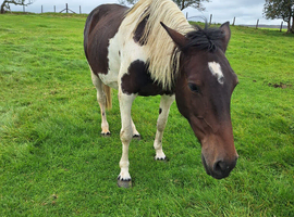 Brood mare /project