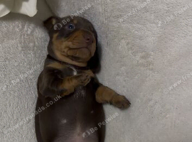 Gorgeous miniature dachshund boy