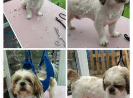 Hair off the Dog