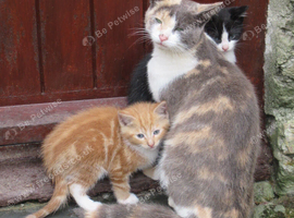 PRETTY FARM REARED KITTENS