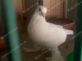 Beautiful young tumbler pigeons