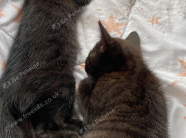 2  black kittens ready to go