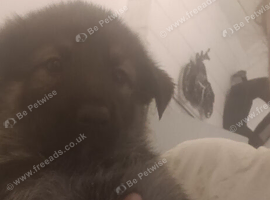 Husky/wolf hybrid Cross german shepherd pups