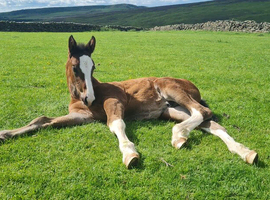 Shire x TB foal colt