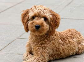 Real Life Teddy Bear Cavapoo Boy Puppy