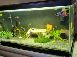 Aquarium 60l