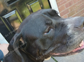 Lovely 5 year female boxer x staff