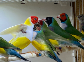 Various gouldians