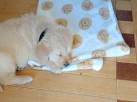Hi I have golden retriever boy