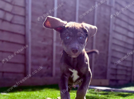 Ready for  Siberian Shepsky x Weimaraner Puppies