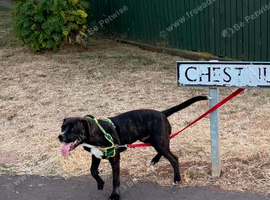 6 month old staff cross pressa