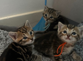 Bengal kittens