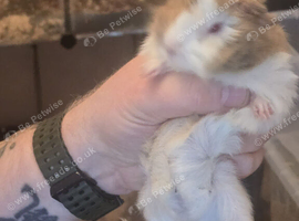 male guinea pigs for sale