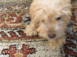 Cockerpoo