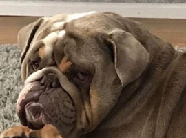 Absolutely beautiful British bull dog
