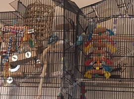 Breeding budgies