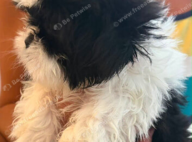Shih tzu puppies