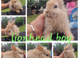3 lionhead babies