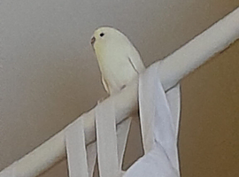 Yellow budgie