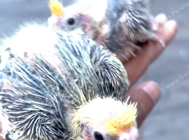 Hand reared baby cocktails