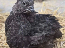 Rare black Coturnix quail fertile hatching eggs
