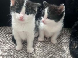 Kittens for sale
