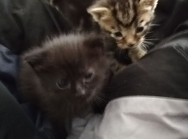 Kittens