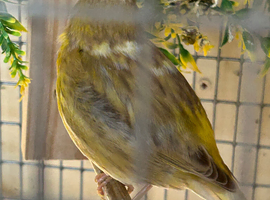 PAIR OF FIFE CANARY'S