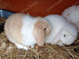 Mini lops and mini lion lops