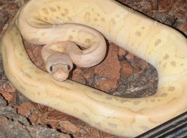 4 Gene Royal / ball python