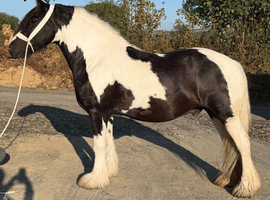 7 year old gelding