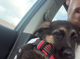 German shepherd