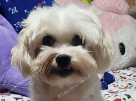 Maltese girl